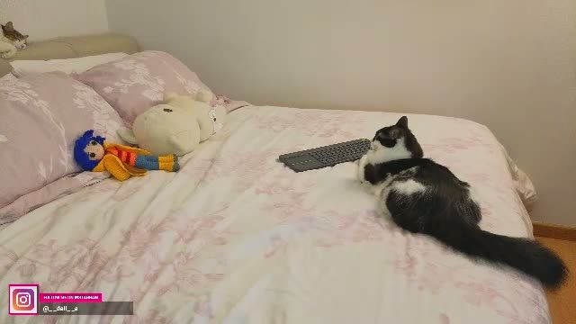 daliapunkt: cam clip — Chaturbate 2026-07-30 02:59