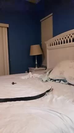 kensvix's live cam recording 2026-08-27 12:16 · Chaturbate