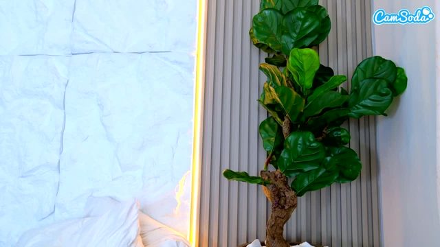 laurenrodriguez Camsoda · cam show video · 2026-08-05 19:16