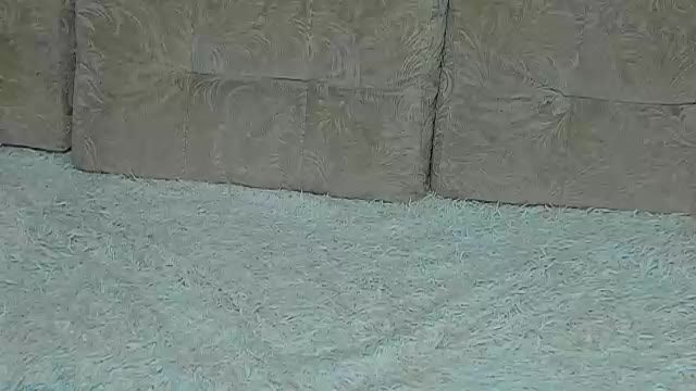 littlesweetkittens xxx video — 50 min long 2026-08-01 01:36
