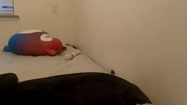 violet_kitty_9: live cam show (2026-06-21 10:31)